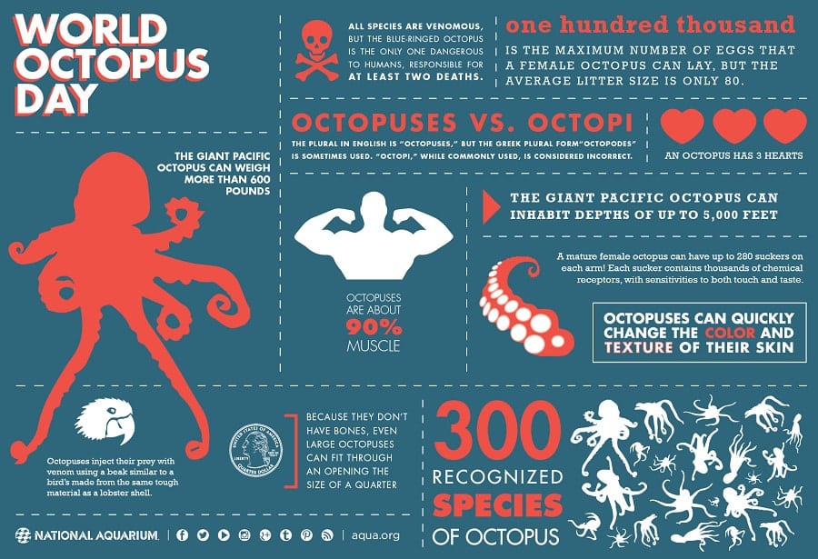 This infographic for World Octopus Day shows entertaining and interesting facts about octopi in a clean manner.